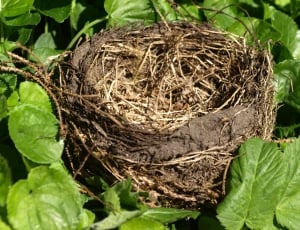 brown bird nest during daytime thumbnail