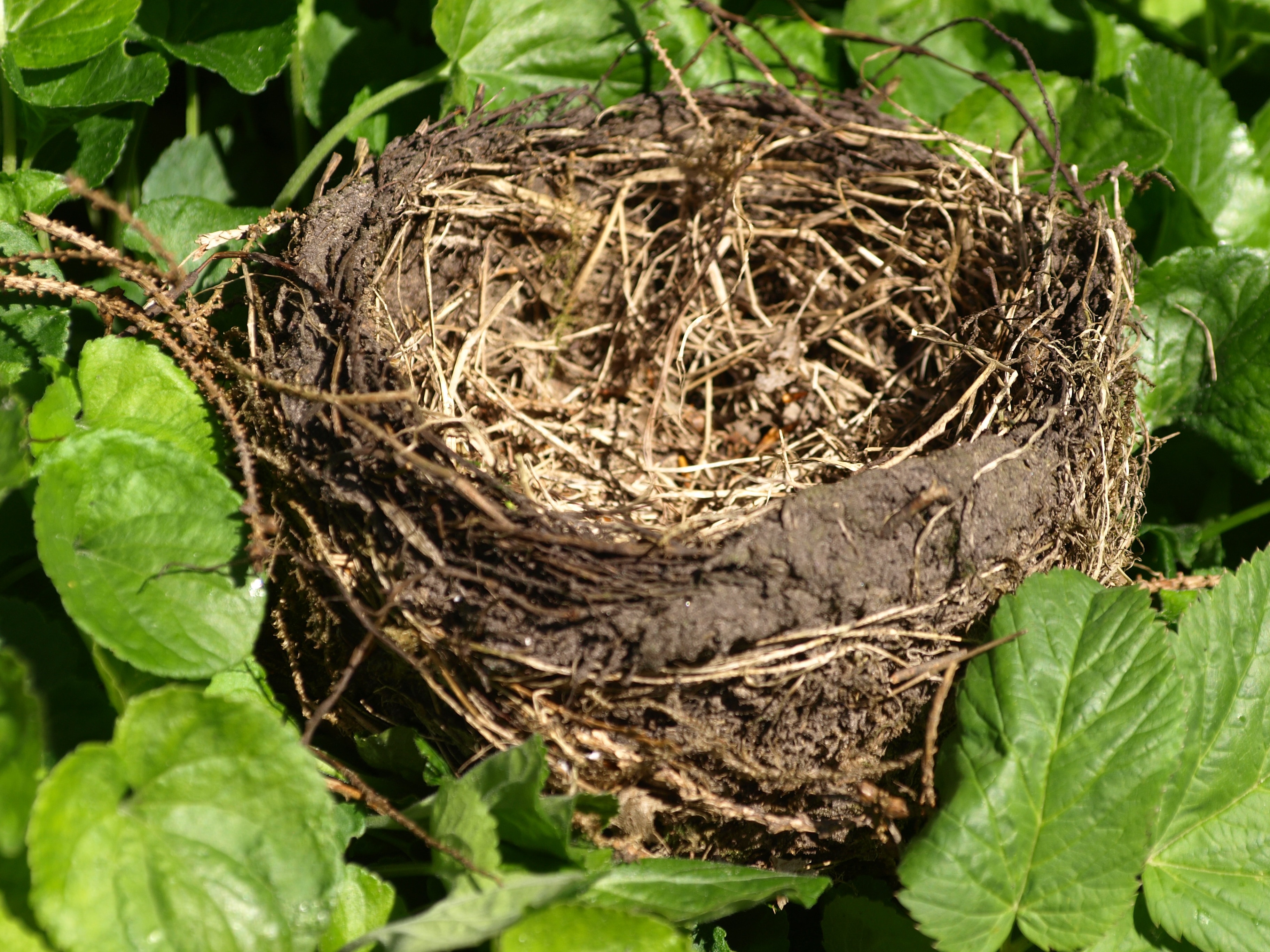 brown bird nest during daytime