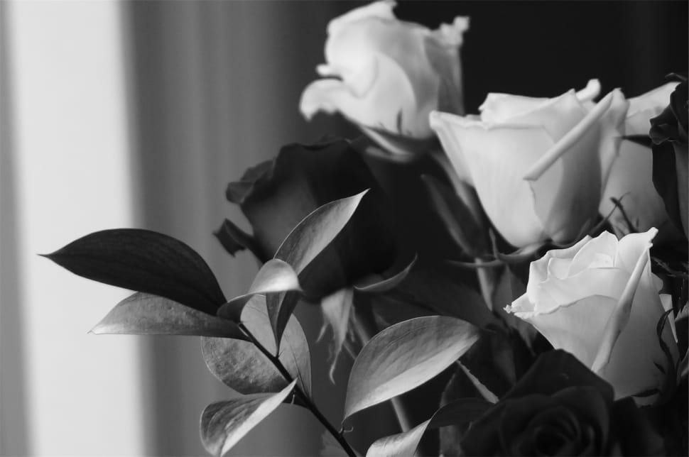 gray scale photo of a rose preview