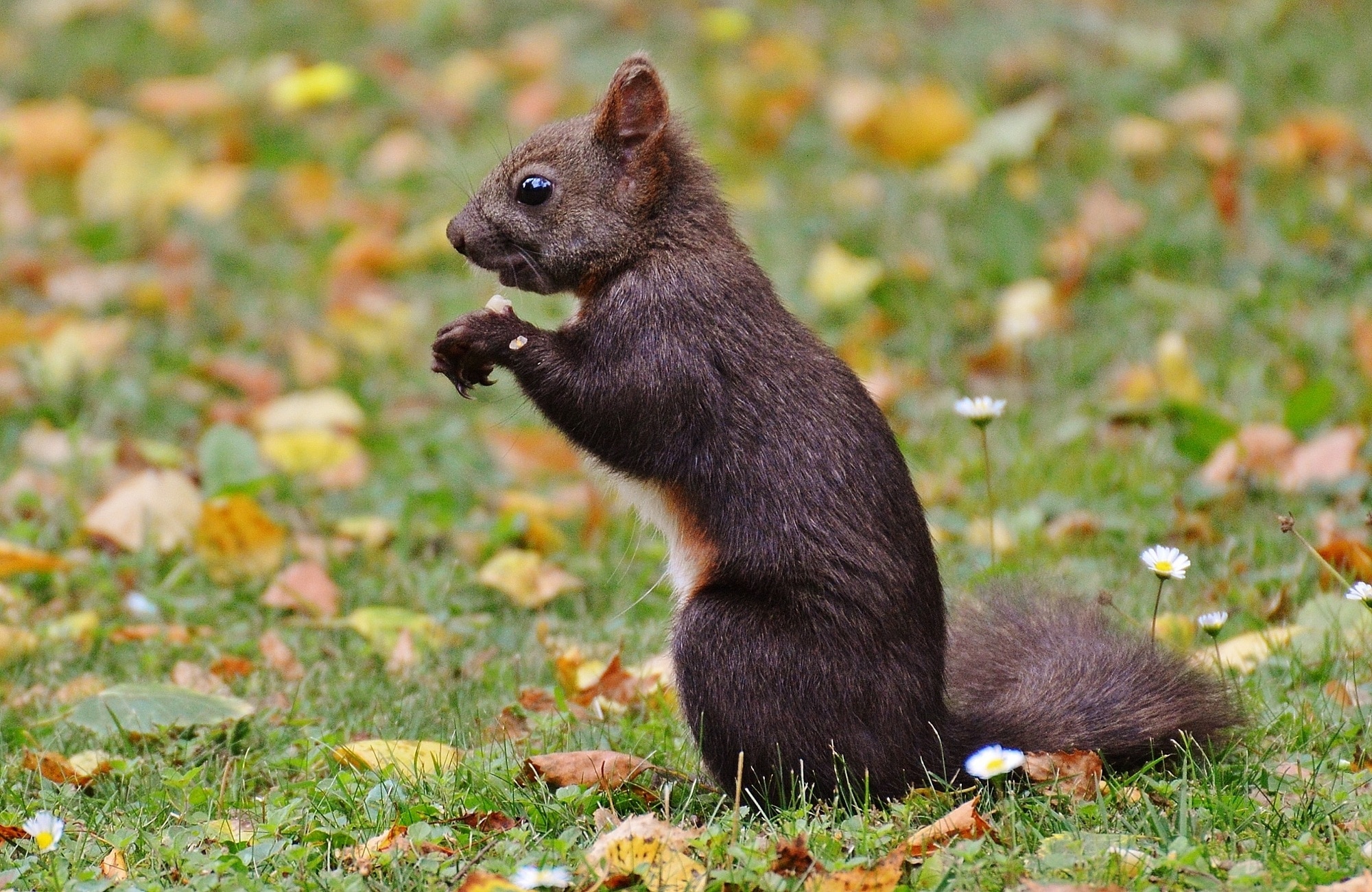 Nature, Rodent, Nager, Squirrel, Cute, one animal, animal