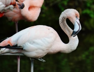white and pink flamingo thumbnail