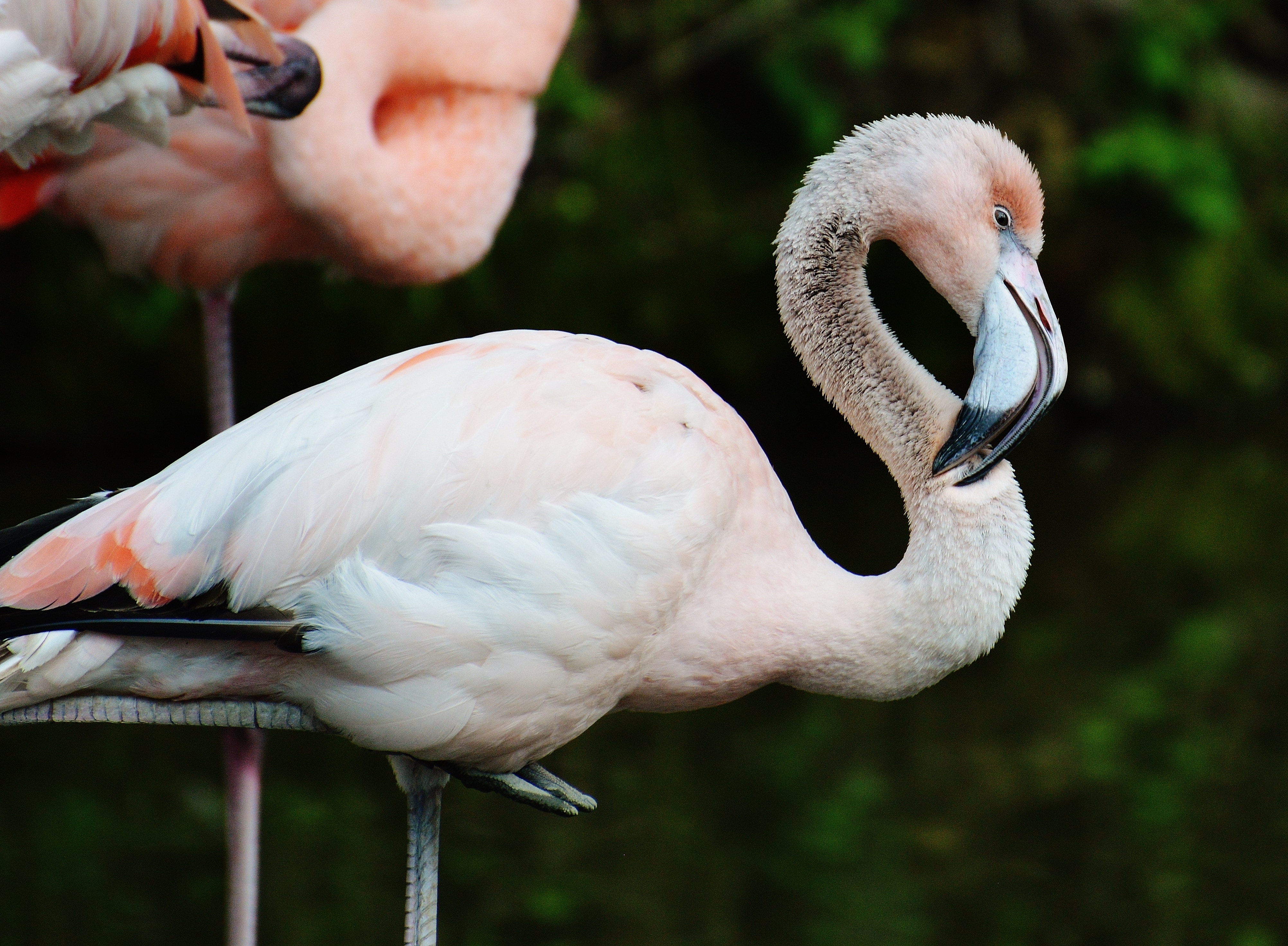 white and pink flamingo