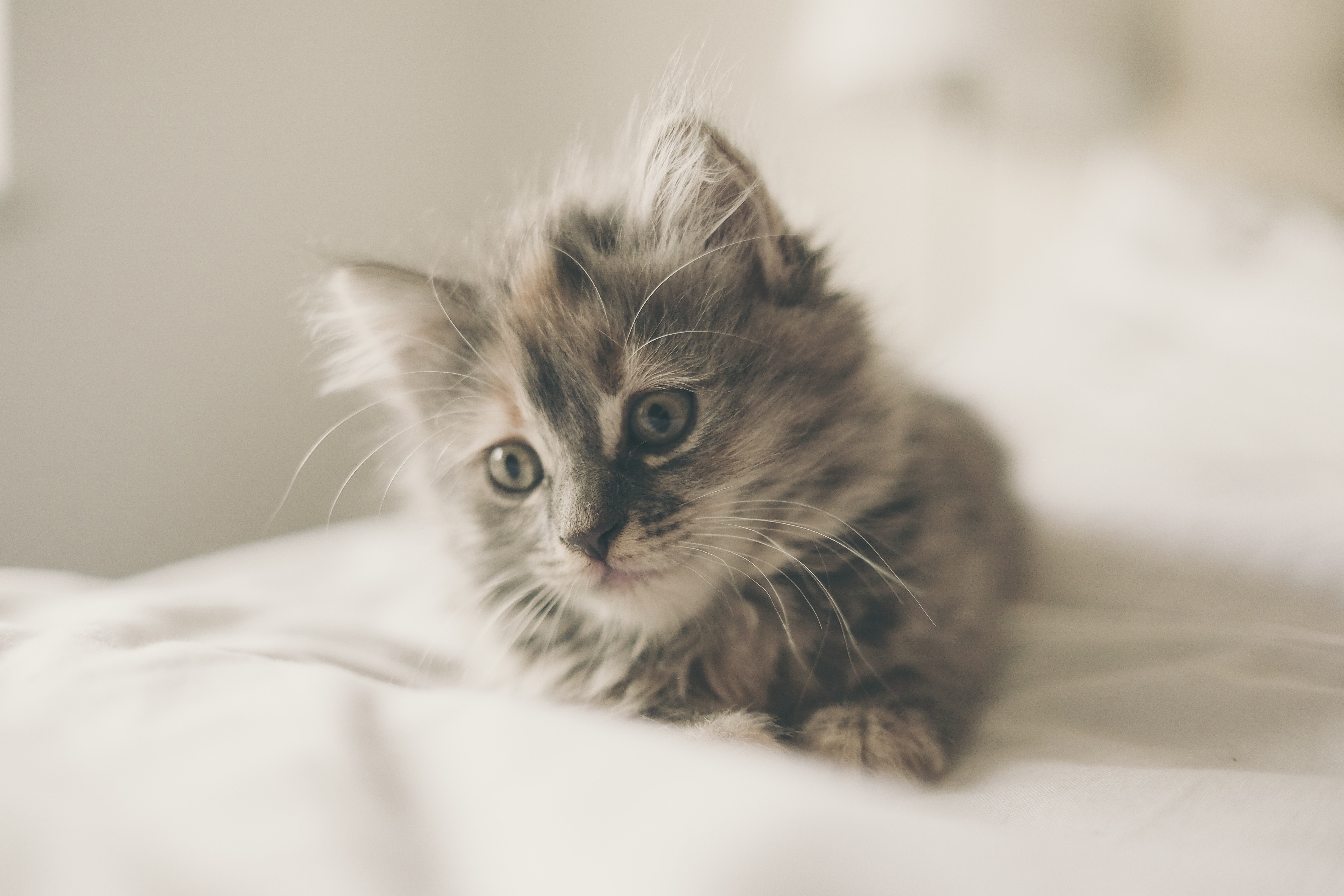 gray long haired tabby kitten