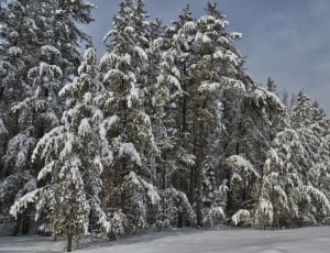 trees with snow covered picture thumbnail