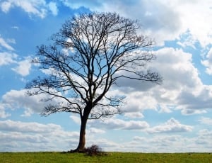 brown tree under blue sky and white clouds thumbnail