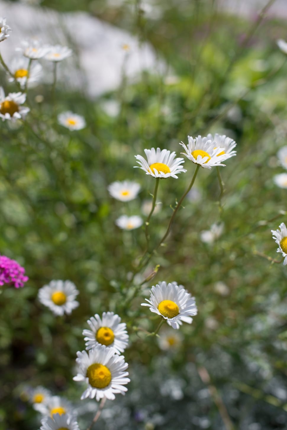 tilt shift photo of white and yellow daisy flowers preview