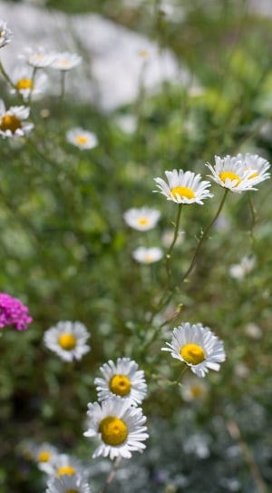 tilt shift photo of white and yellow daisy flowers thumbnail