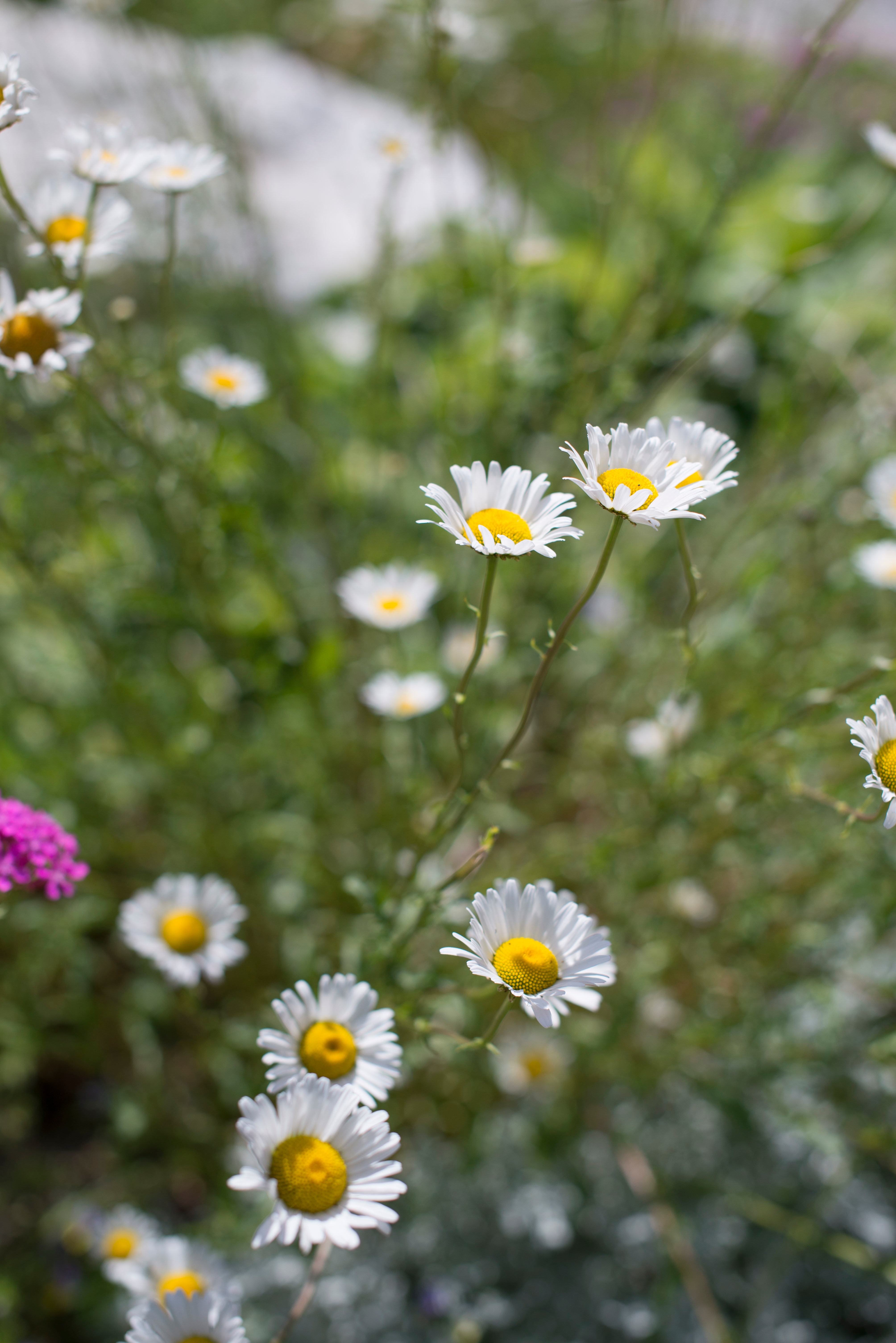tilt shift photo of white and yellow daisy flowers