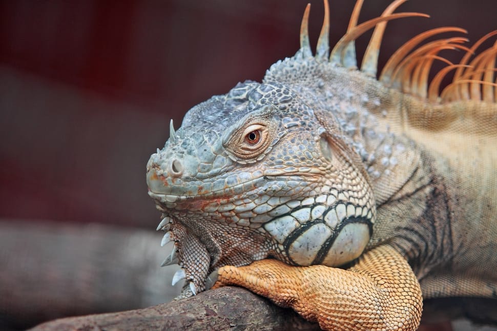 gray and brown iguana preview