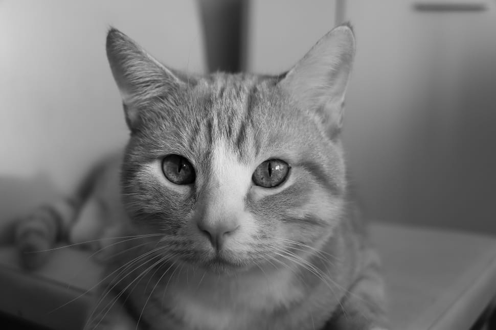 tabby cat grayscale photo free image | Peakpx