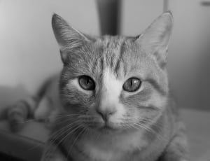 tabby cat grayscale photo thumbnail