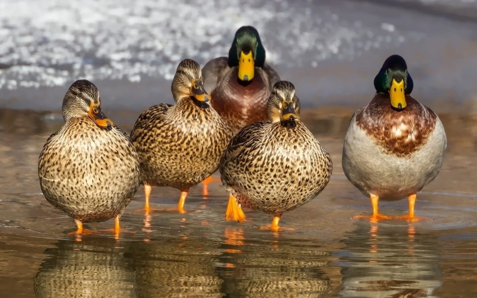 2 mallard duck and 3 female mallard ducks preview
