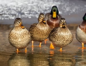 2 mallard duck and 3 female mallard ducks thumbnail