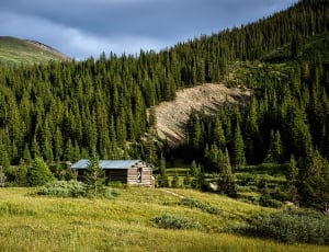 landscape photograph of pine tree with brown wooden house thumbnail