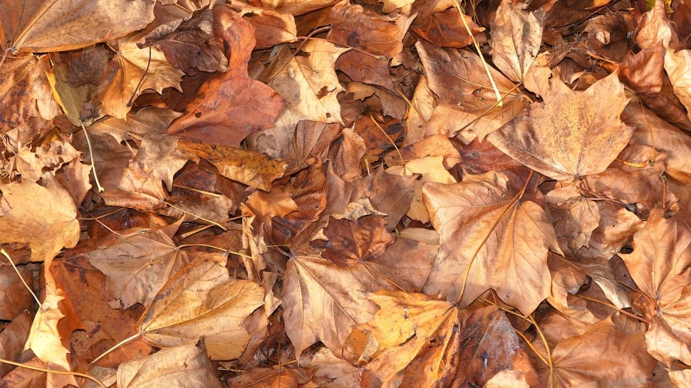 brown dry leaves preview