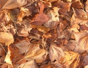 brown dry leaves thumbnail