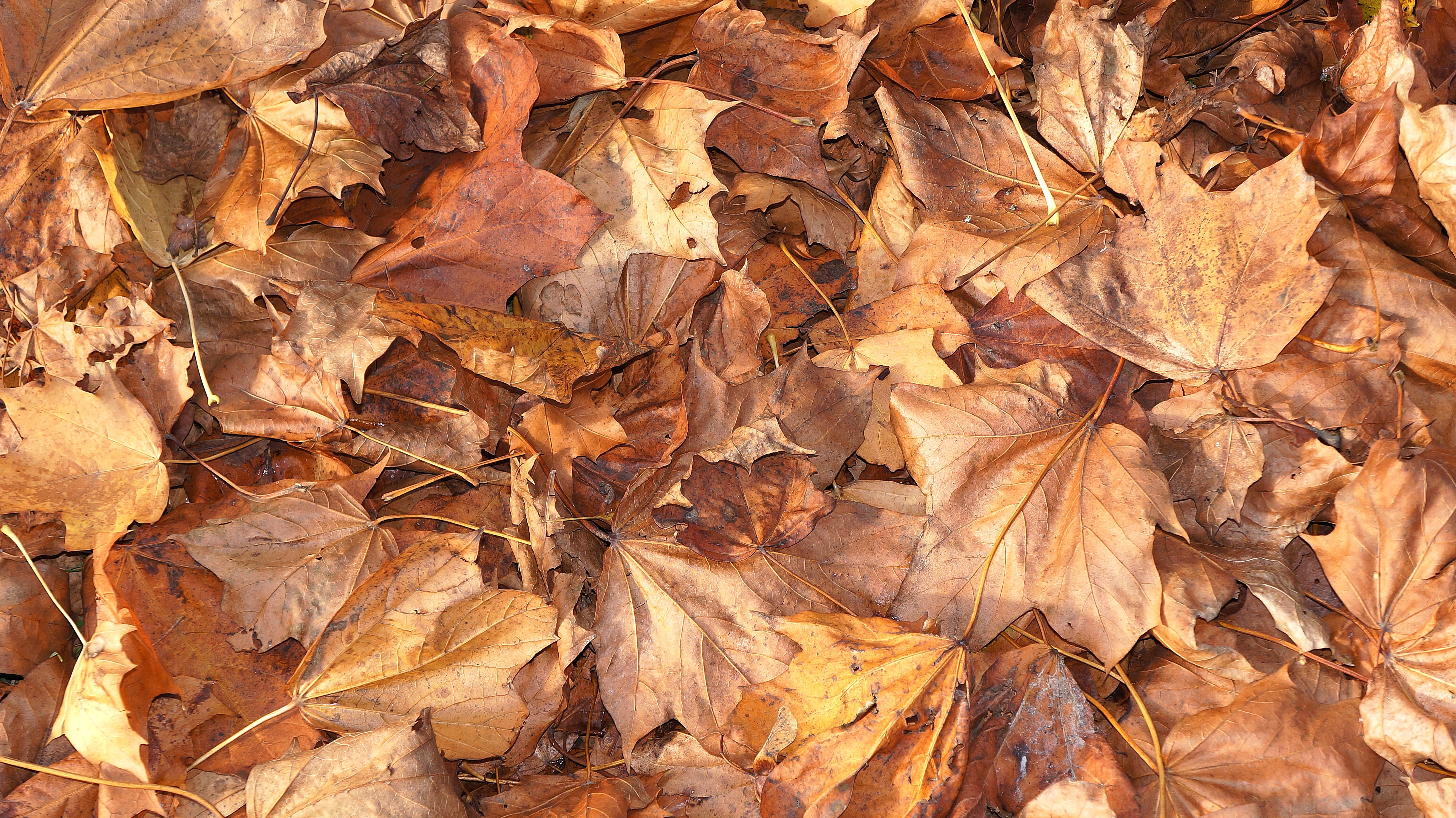 brown dry leaves