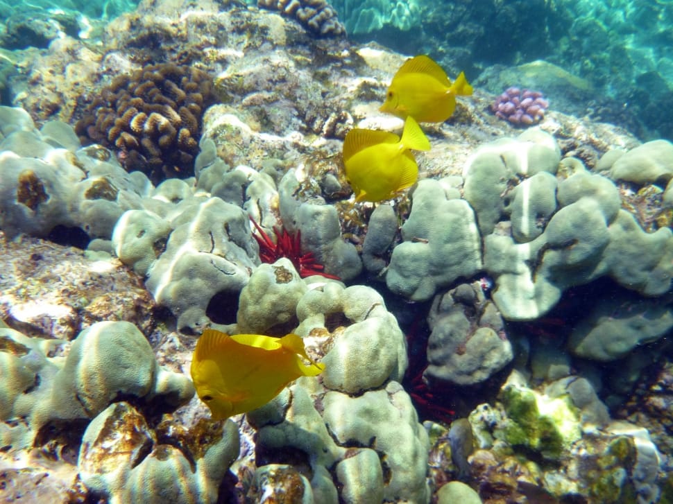 Coral, Marine, Underwater, Fish, Fauna, underwater, undersea preview