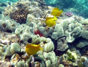 Coral, Marine, Underwater, Fish, Fauna, underwater, undersea thumbnail