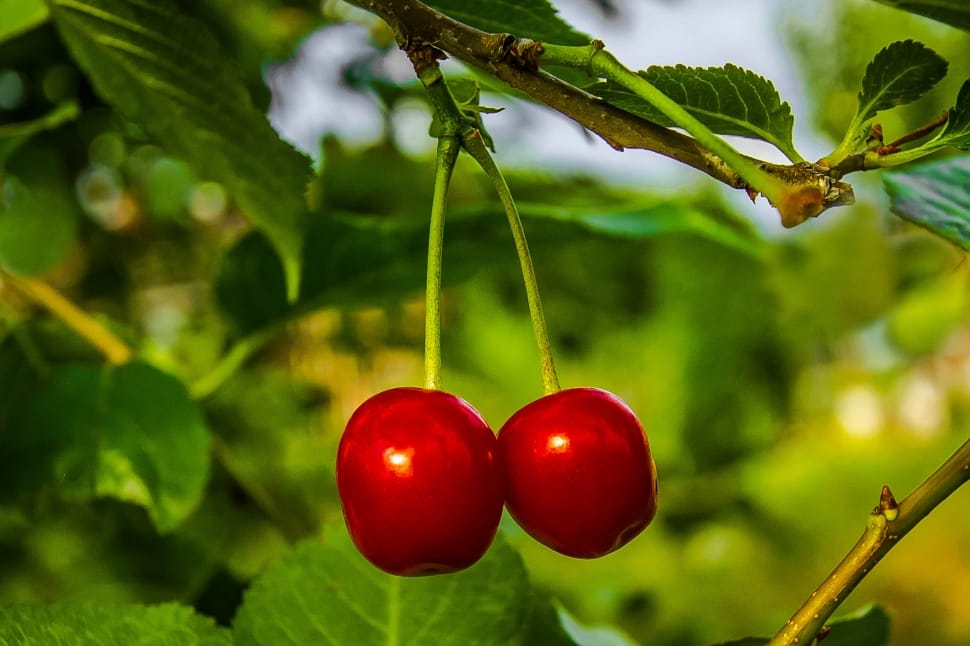 Cherries, Summer, Fruit, food and drink, fruit preview