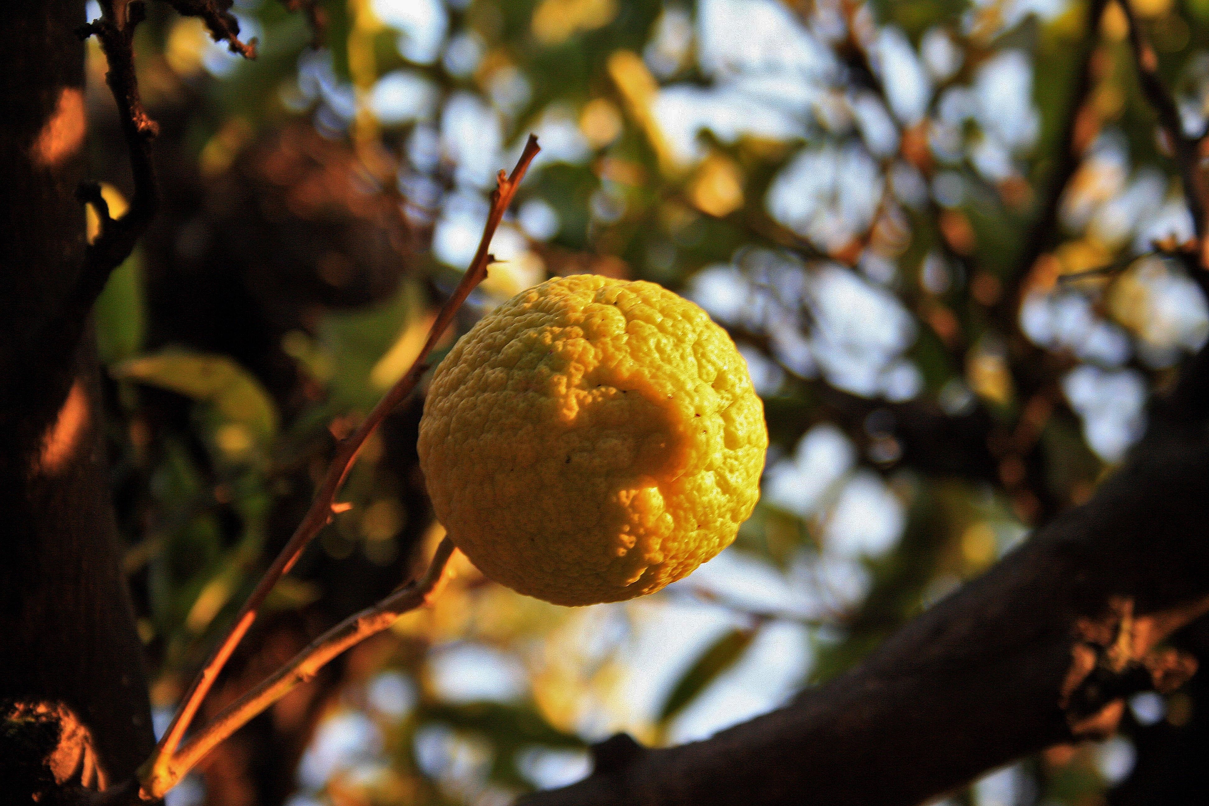 yellow round fruit