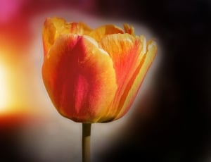 orange Tulip selective focus photography thumbnail