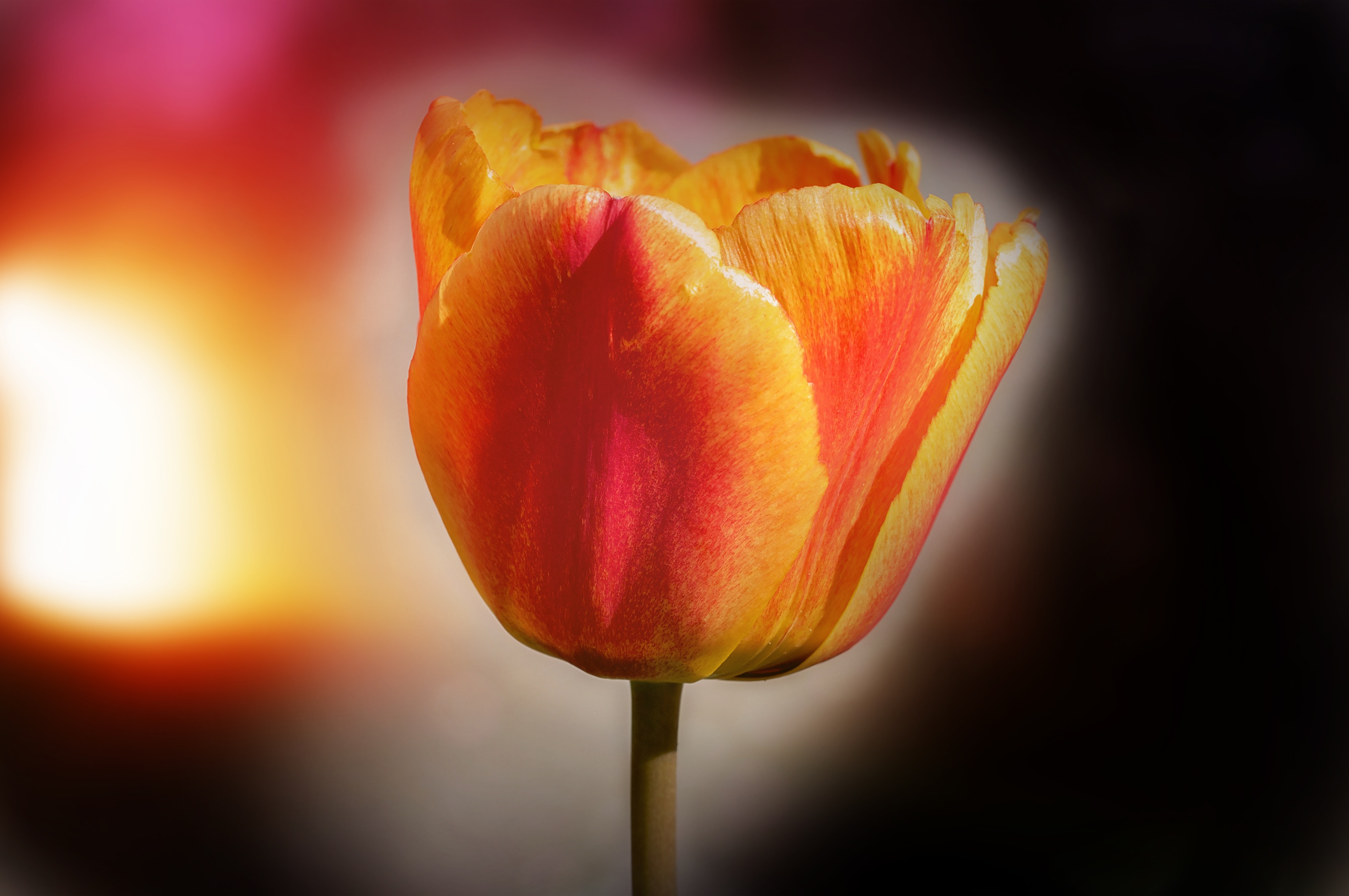 orange Tulip selective focus photography