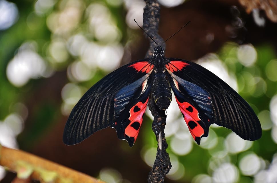 black and red butterfly preview