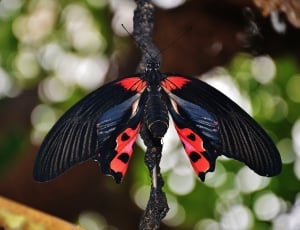 black and red butterfly thumbnail
