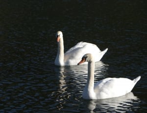 two swans in body of water thumbnail