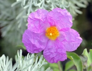 Rockrose, Cistus, Blossom, Bloom, Pink, flower, petal thumbnail