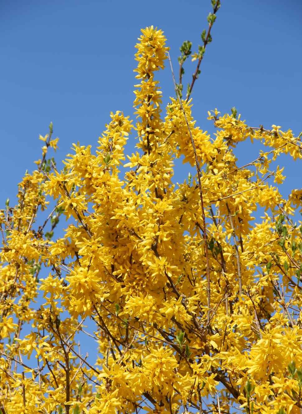 Forsythienbusch, In Bloom, Early Driving, yellow, flower preview