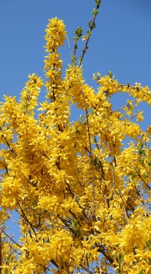 Forsythienbusch, In Bloom, Early Driving, yellow, flower thumbnail