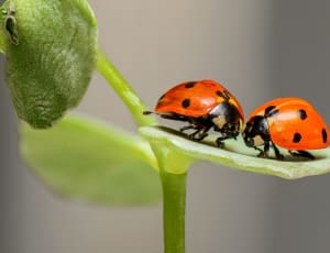 2two ladybugs thumbnail
