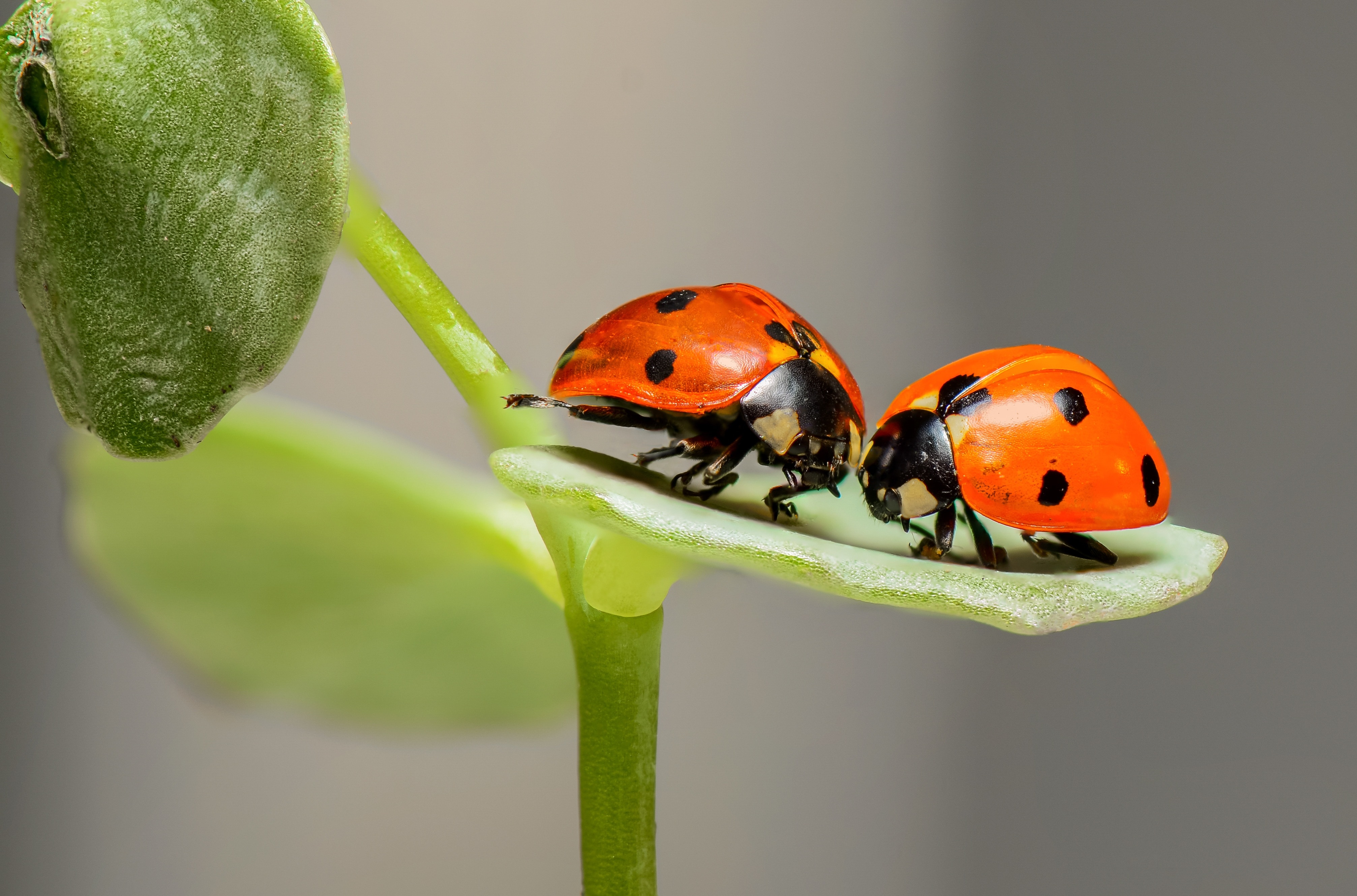 2two ladybugs