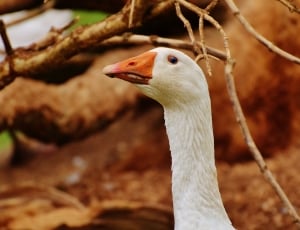 white and brown beak goose thumbnail