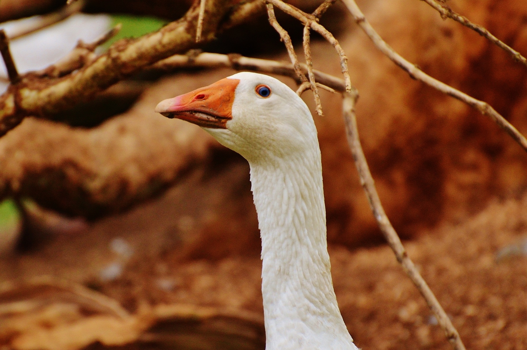 white and brown beak goose