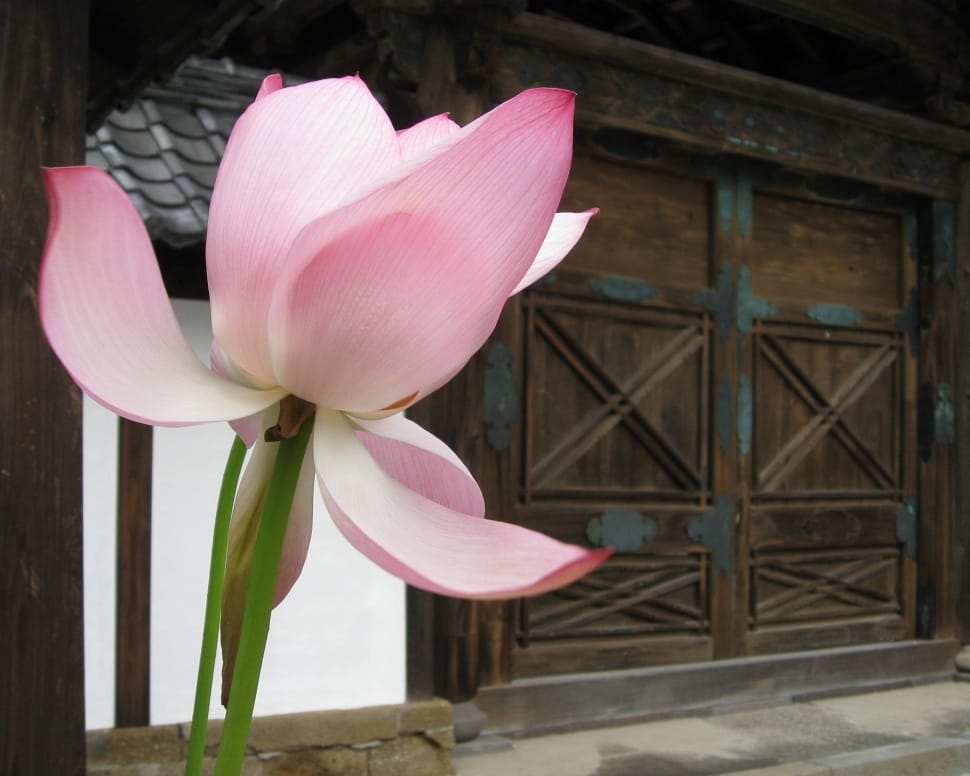 pink and white flower near brown wooden door during daytime preview