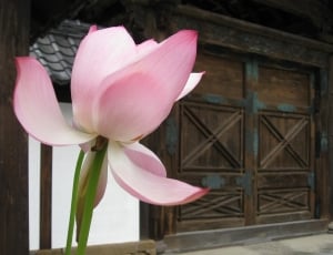 pink and white flower near brown wooden door during daytime thumbnail