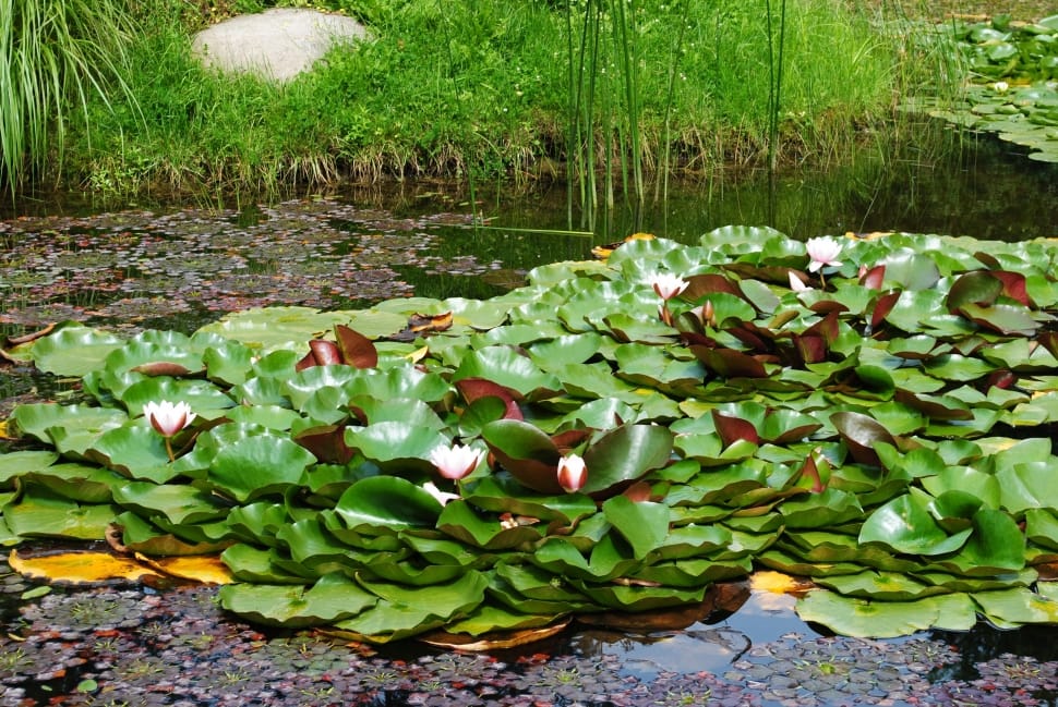 Green, Lilies, Nature, Pond, water, water lily preview