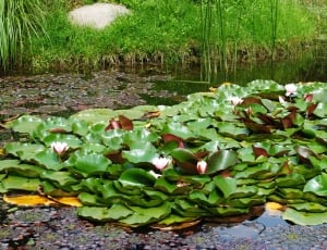 Green, Lilies, Nature, Pond, water, water lily thumbnail