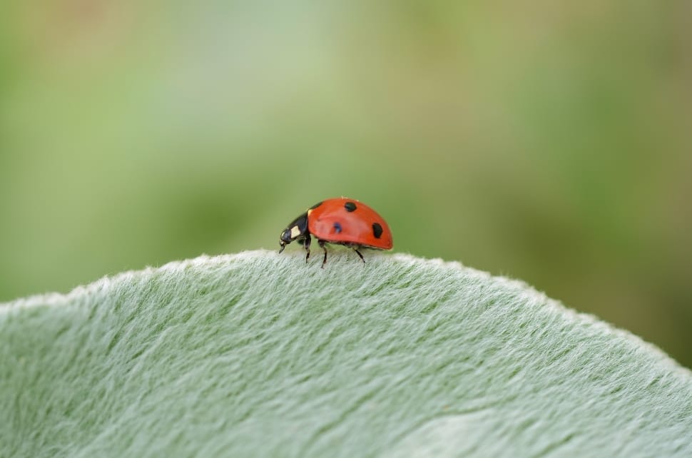 red ladybird preview