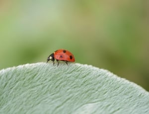 red ladybird thumbnail