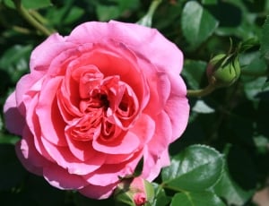 Petals, Pink, Rose, Deep, Double, flower, plant thumbnail