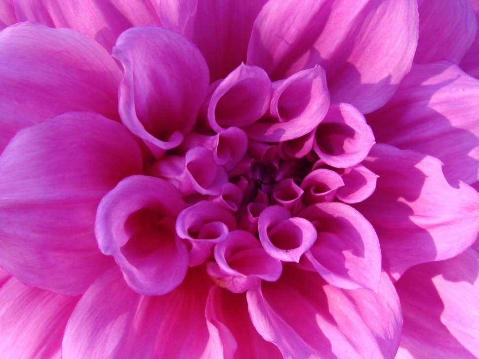 Chrysanthemum, Pink, Flower, Bright, flower, petal preview
