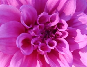 Chrysanthemum, Pink, Flower, Bright, flower, petal thumbnail