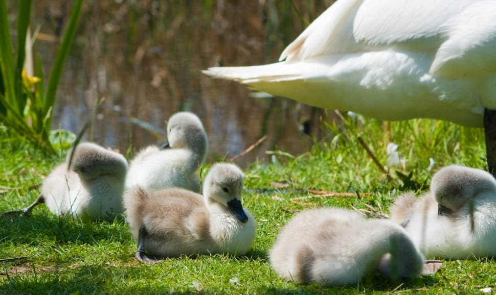 five ducklings on green grass field preview