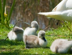 five ducklings on green grass field thumbnail