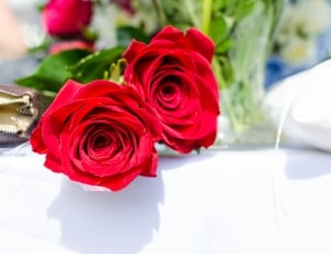 two red roses on white surface thumbnail