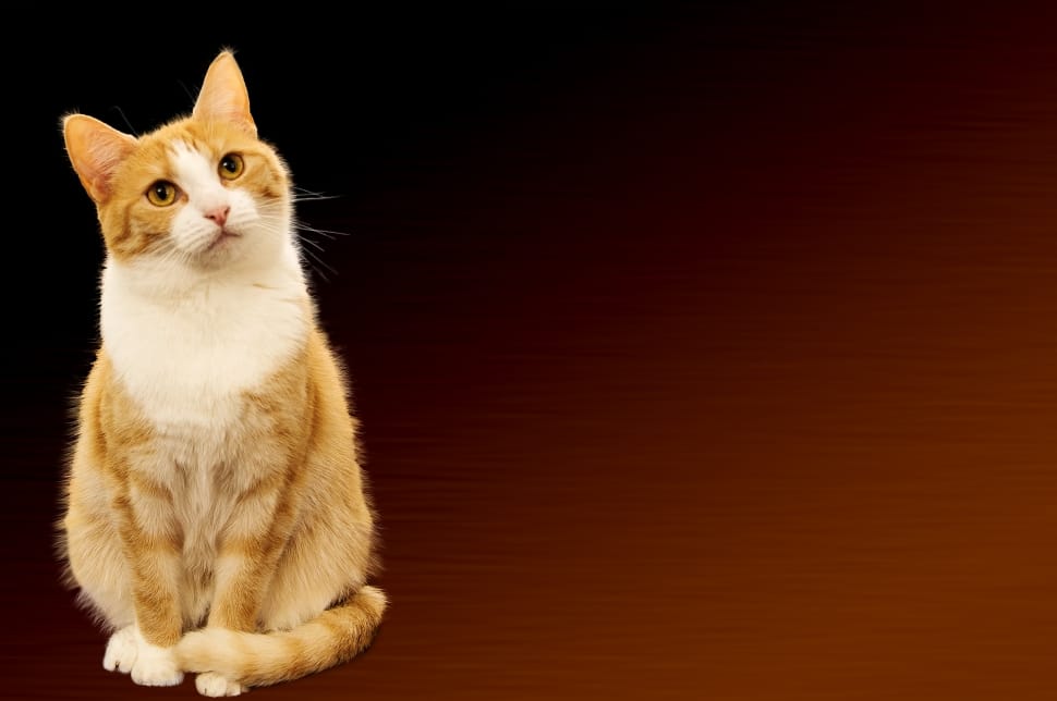 orange and white tabby cat preview